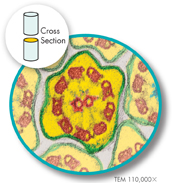 A micrograph shows the cross-section of a cilium showing "9 plus 2" pattern of red microtubule.