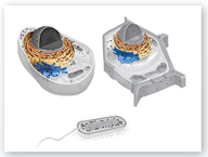 The illustration shows a plant cell and an animal cell. The ribosomes and endoplasmic reticulum of the cells are highlighted.