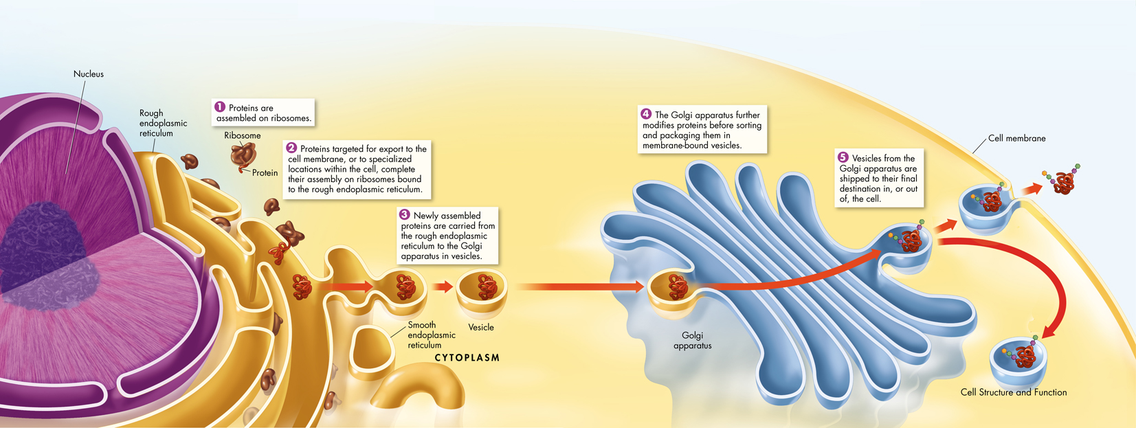 The illustration summarizes process of making proteins.