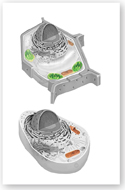 The illustration shows a plant cell and an animal cell. The chloroplasts and mitochondria of the cells are highlighted.