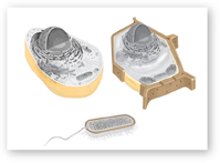 The illustration shows a plant cell, an animal cell and prokaryotic cell. The cell walls are highlighted.