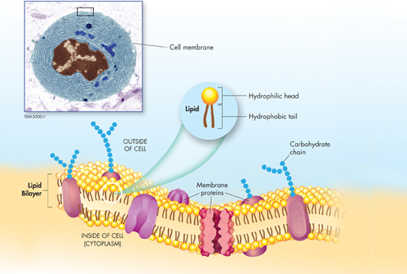 The microscopic view of the cell membrane.