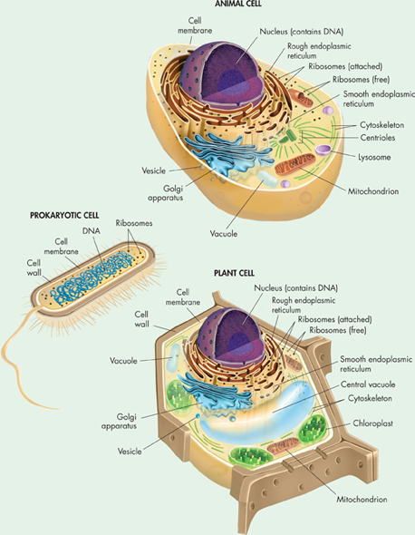 The illustrations shows cell structure of prokaryocytes and eukaryocytes.