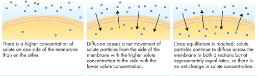 An Illustration showing diffusion in cells.