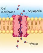 An Illustration shows a water channel protein called aquaporin. The different parts are marked as Cell membrane, Aquaporins and Water. Water molecules are seen passing through the channel.