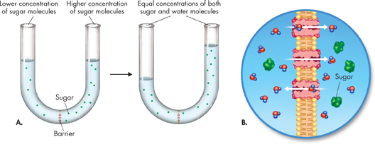 An illustration showing osmosis in lab experiment and in a cell with aquaporin.