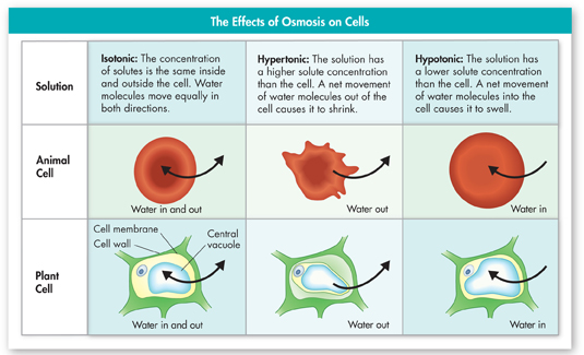 An illustration showing effect of osmosis on cells with different concentration of liquids.