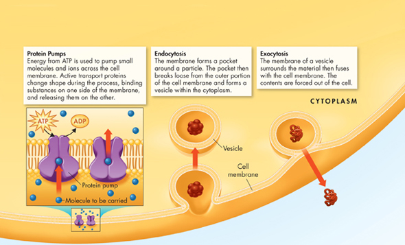 An illustration shows active transport of particles against concentration gradients in a cell.