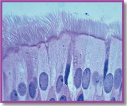 A micrograph of a specialized animal cell: Epithelium of human trachea.