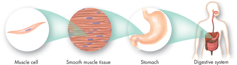 An illustration showing Levels of organization in a multicellular organism.