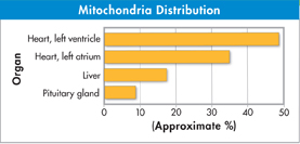 Bar graph titled 'Mitochondria Distribution'.