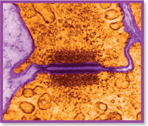A micrograph of capillary cells shows junctions that hold the cells together.