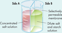 An illustration shows a beaker which is divided into two compartments A and B by a selectively permeable membrane. Side A has concentrated salt solution and side B has dilute salt and starch solution.
