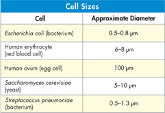 A table titled 'Cell Sizes' gives information about 5 different cells and their approximate diameter.