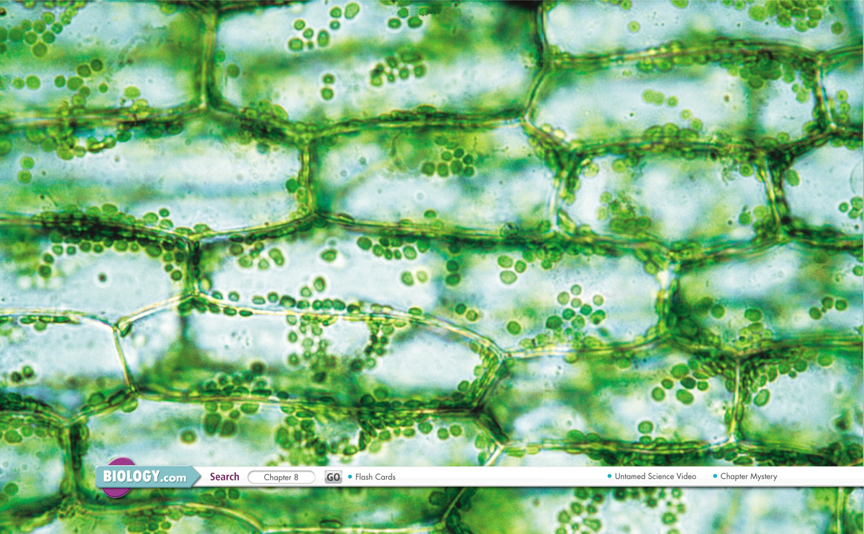 A microscopic view of leaf cells .