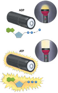 An illustration shows analogy of adenosine triphosphate to a charged battery.