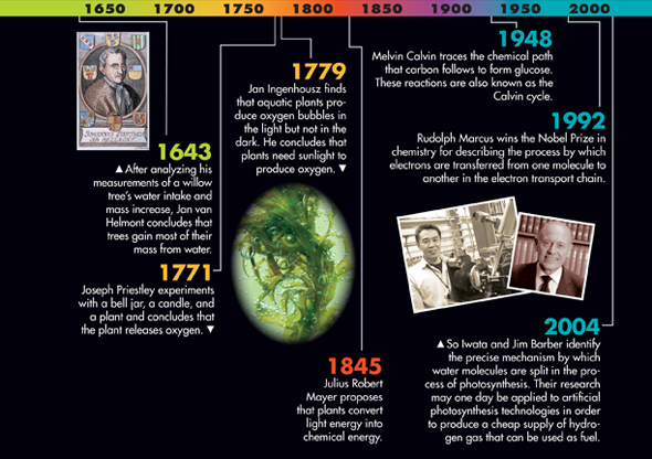 This image shows the timeline of various scientists who have contributed to our understanding of photosynthesis.