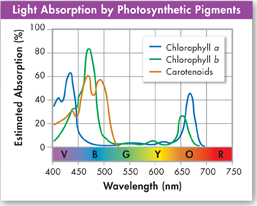 A line graph shows estimated light absorption of 'Chlorophyll a', 'Chlorophyll b', and 'Carotenoids' at different wavelength. 