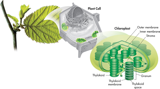 An illustration shows plant cell and chloroplast with Thylakoid where photosynthesis takes place.