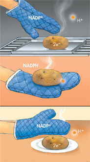 An illustration showing analogy between oven mitt and nicotinamide adenine dinucleotide phosphate plus as a carrier molecule.