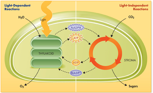 An illustration showing the two stages of photosynthesis.