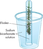 An illustration demonstrating waste product of photosynthesis where a large, clear, plastic cup about halfway filled with sodium bicarbonate solution and a test tube having Elodea plant is inverted in the cup.