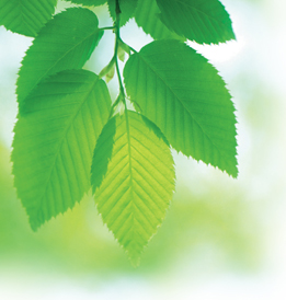 A reflection of green light by the pigment chlorophyll, in a plant's leaves.