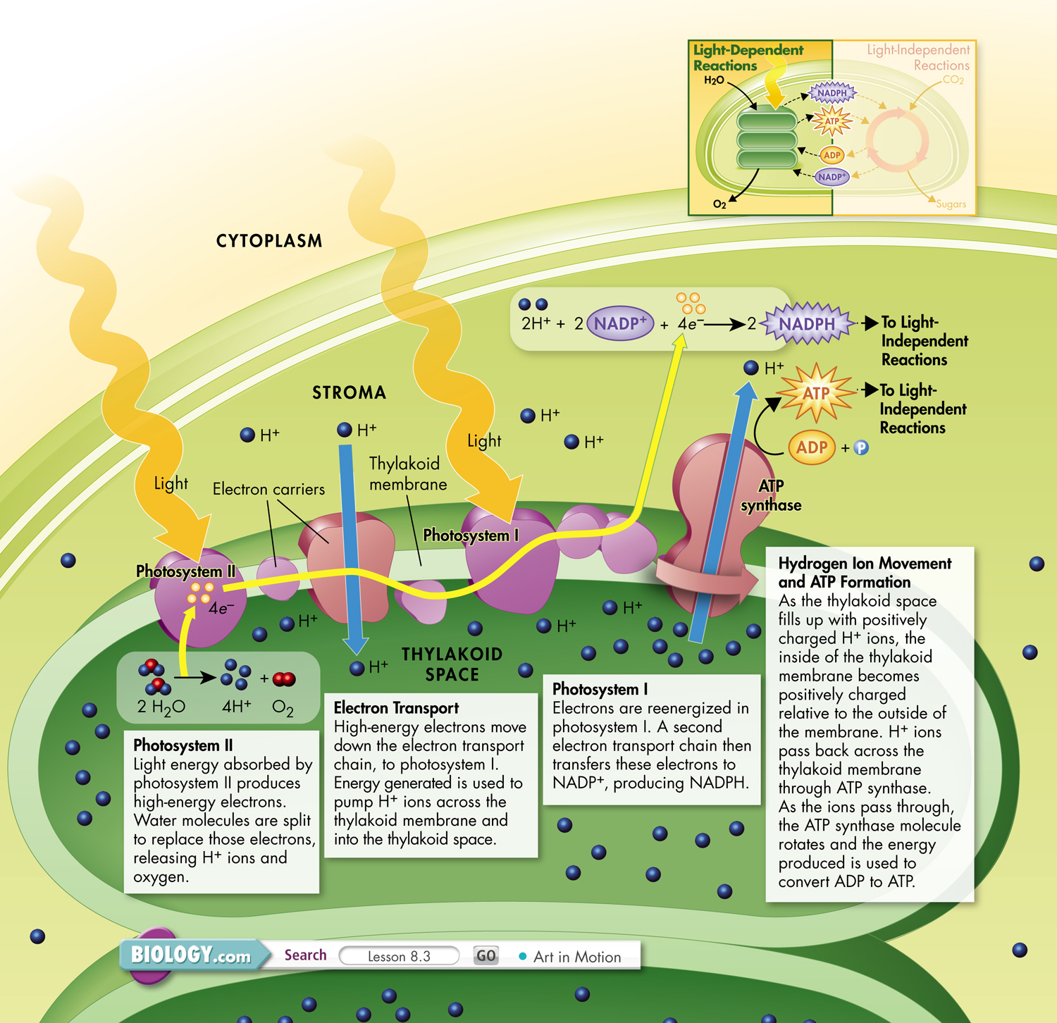 An illustration showing light dependent reactions in photosynthesis.