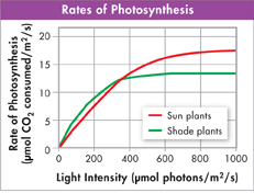 Graph titled 'Rates of Photosynthesis' showing data of 'Light Intensity' and 'Rate of Photosynthesis' for 'Sun plants' and 'Shade plants'.