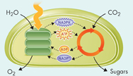 An illustration showing the process of photosynthesis where photosynthetic organisms capture energy from sunlight using pigments to convert water and carbon dioxide (reactants) into high-energy sugars and oxygen (products).