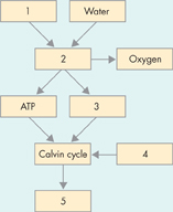 This image shows a flow chart of photosynthesis.