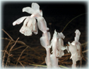 An Indian pipe plant which has minimal chlorophyll pigments.