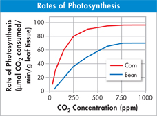 Graph titled 'Rates of Photosynthesis' showing data of 'Carbon dioxide concentration' and 'Rate of Photosynthesis' for 'Corn' and 'Bean'.