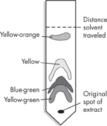 The diagram of a strip of paper with different pigmented areas. 
