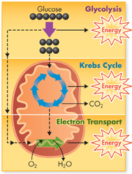 An illustration shows stages of Cellular Respiration.