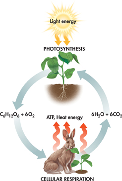 An illustration demonstrating Photosynthesis and Cellular Respiration as opposite processes.