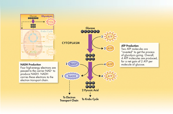 An illustration explaining cytoplasmic stages of glycolysis.