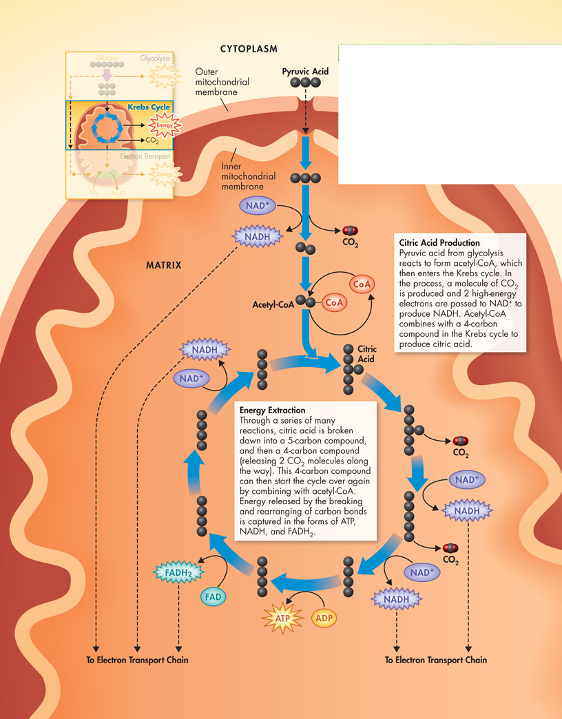An illustration showing Krebs cycle.