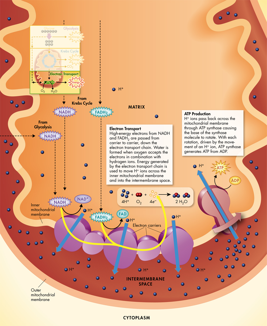 An illustration of electron transport and Adenosine Triphosphate synthesis.