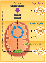 An illustration showing the total number of Adenosine Triphosphate molecules produced in cellular respiration.