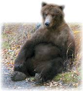 A brown bear found in Germany which hibernates in winters.