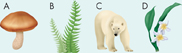 This image shows: 
 A. mushroom 
 B. fern
 C. polar bear
 4. flowering plant.