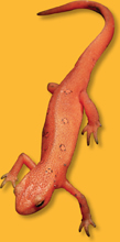 The illustration of a salamander with a right hind limb broken off.