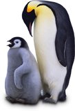 An Emperor penguin with a chick.
