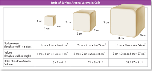 Three cubes with sides of 1 cm, 2 cm and 3 cm each and a table with surface area, volume, and ratio of surface area to volume calculated for each cube.