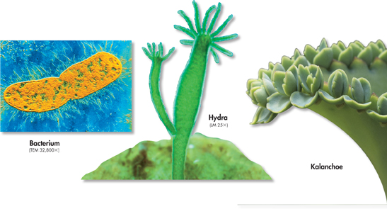 An illustration showing replication in a bacterium, hydra, and kalanchoe.