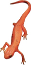An illustration of a salamander with a right hind limb broken off.