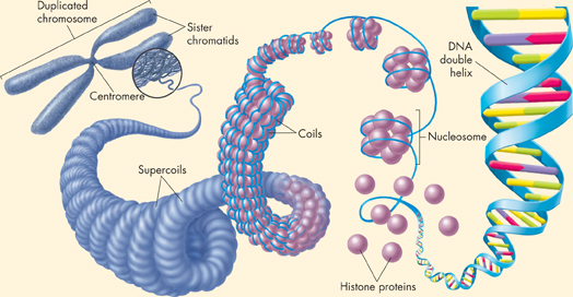 An illustration showing the tightly coiled chromosome of an eukaryotic cell during cell division. The structures labeled are:
 Duplicated chromosome,
 Sister chromatids,
 Nucleosome,
 Supercoils,
 Centromere,
 DNA double helix,
 Histone proteins, and
 Coils.