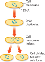 An illustration demonstrating cell division by binary fission in a single-celled organism. The stages shown are:
 Stage 1: Normal cell with DNA.
 Stage 2: DNA duplicates.
 Stage 3: Cell membrane indents.
 Stage 4: Cell divides to form 2 new cells.