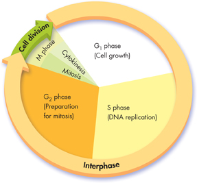An illustration of interphase and cell division phase in a cell cycle. 